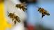 Wild bees flying Photo: picture-alliance/dpa/A. Dedert Wild bees flying Photo: picture-alliance/dpa/A. Dedert
