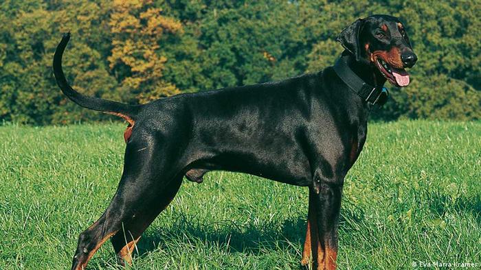 Dobermann dog breeds (Eva-Maria Kramer)