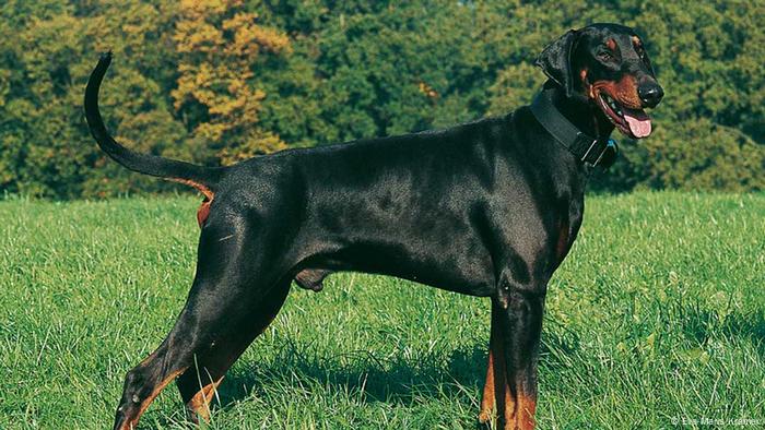 Hunderassen Dobermann (Eva-Maria Krämer)