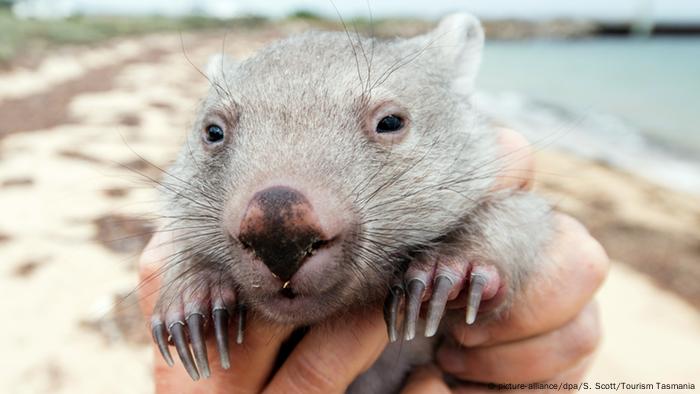 Вомбат Дерек