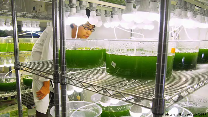 Biofuel research firm in Japan (Picture: picture-alliance/dpa/MAXPPP)