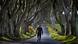 Irland Dark Hedges (Getty Images/C. McQuillan) Irland Dark Hedges (Getty Images/C. McQuillan)