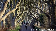 People walk along a road lined with curving beech trees in Northern Ireland.