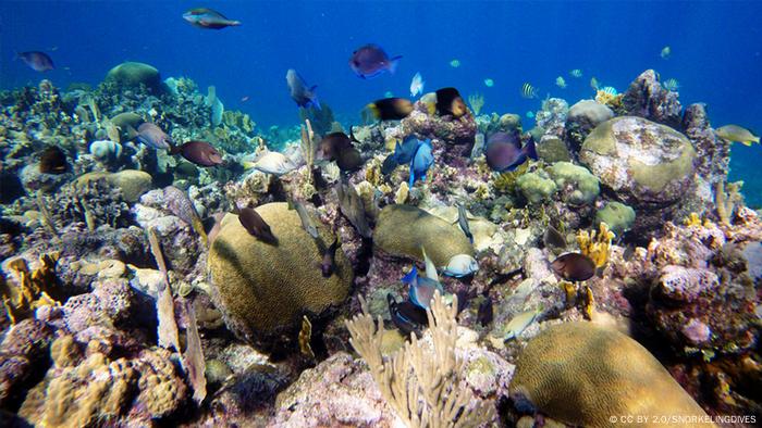 Korallenriff vor Roatan