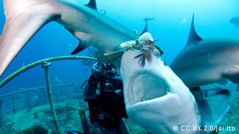 Ein Taucher füttert einen karibischen Riff-Hai