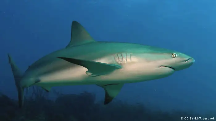 Coral Reef shark