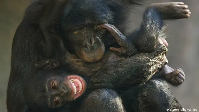 Eine Bonobo-Affenmutter kitzelt ihr Affenbaby.(Foto:picture-alliance/dpa)