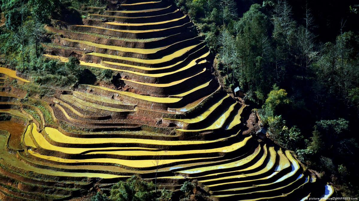 China's terraced rice fields