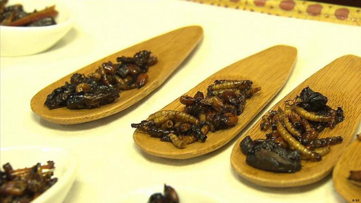 Pasta flour from insects – DW – 04/14/2016