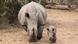 Tierbabies Nashorn Tierbabies Nashorn