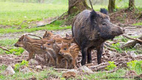 Bach mit Frischlingen im wald 