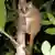 Ein Mausmaki, der kleinste Affe der Welt, hängt in einem Baum (Foto: picture-alliance/dpa)
