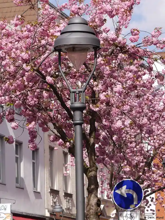 Cherry blossom magic in Germany
