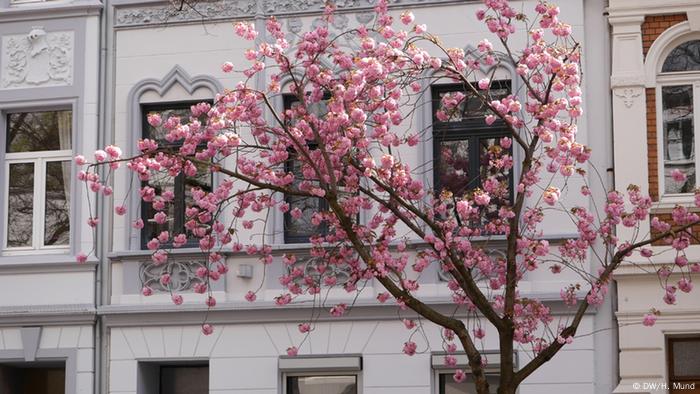 Hay dos calles principales en el casco histórico (Altstadt) de Bonn, en las que los árboles de cerezos son más espectaculares: la Breitestrasse y la Heerstrasse. En 1984 se plantaron árboles japoneses para mejorar el entorno ecológico y las condiciones de vida en esa parte de la ciudad. 