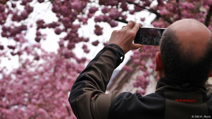 No es fácil encontrar la perspectiva ideal para tomar una fotografía en medio de este mar de color rosado. Cuando se consigue, los árboles de cerezo rápidamente caen en las redes sociales. Y las flores ya tienen un blog dedicado a ellas donde todo el mundo puede postear sus fotos.