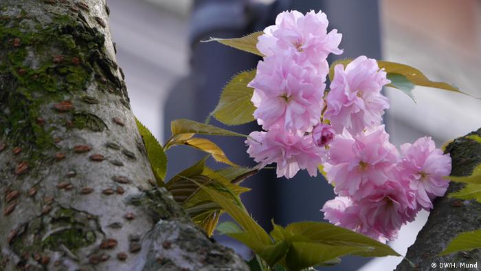 Las flores de cerezo son extremadamente sensibles. Las primeras sólo florecen bajo la protección del tronco del árbol. La lluvia y las bajas temperaturas, comunes por la noche en esta época del año en Europa, pueden dañar los pétalos tiernos. 