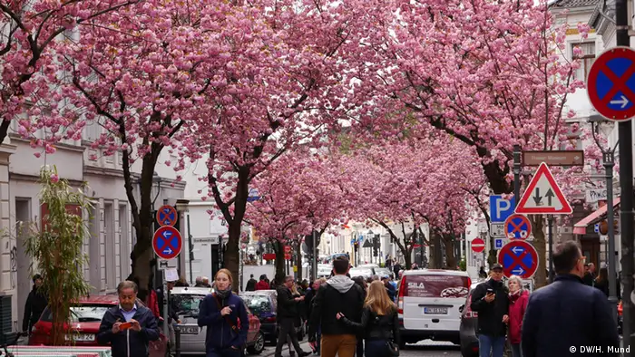 Deutschland Kirschblüten-Hype in Bonn