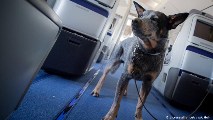 Франкфурт-на-Майне