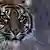 Symbolbild Sumatra-Tiger