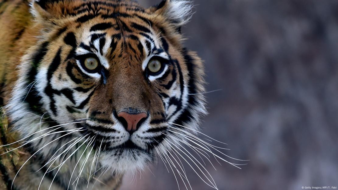 Thai 'Tiger Temple' monks caught fleeing with tiger skins and fangs,  officials say 