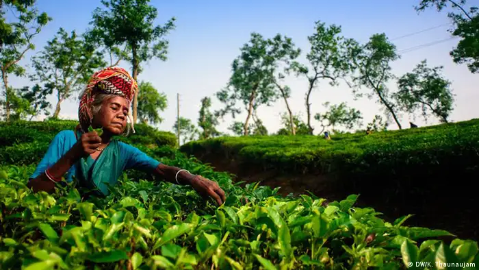 Bangladesch Tee Ernte