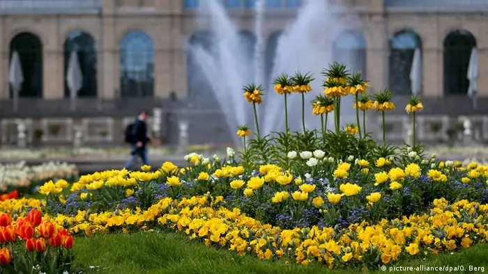 Deutschland Frühlingsblumen in Köln