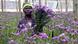 A Kenyan man picking flowers that are exported to Europe A Kenyan man picking flowers that are exported to Europe