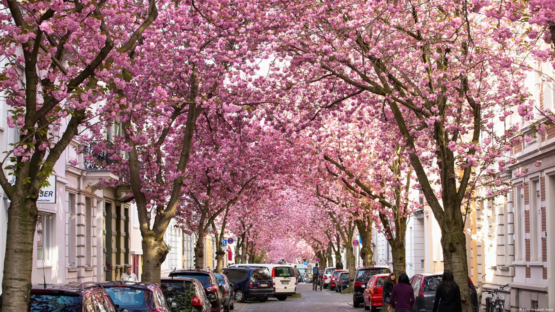 No22 .*・゜Cherryblossom・*. ピンクのフラワーガーランド 19198480_607.webp