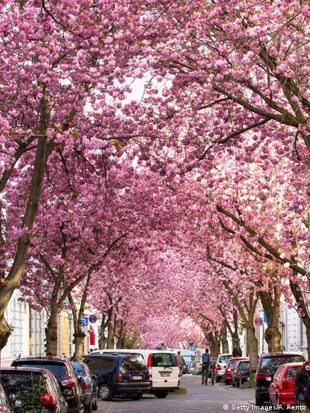Cherry Blossoms Are Coming Earlier Because of Climate Change