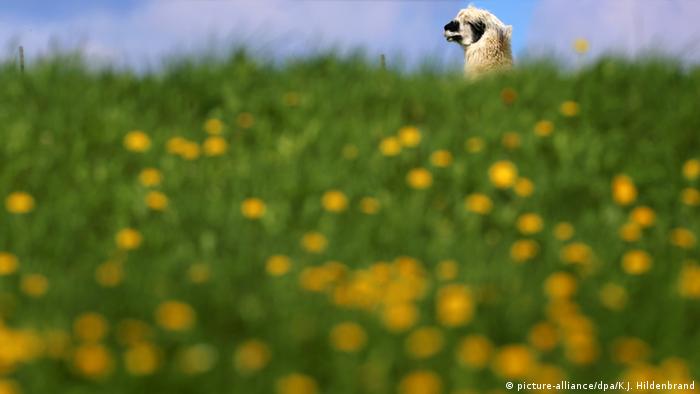 Кауфбойрен