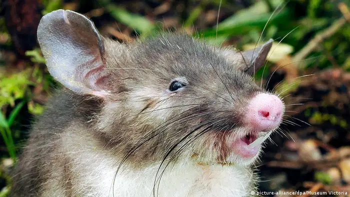 A newly discovered rat with a pig-like nose, large incisors and big, round ears. 