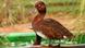 Photo of the rare Madagascar Pochard Photo of the rare Madagascar Pochard