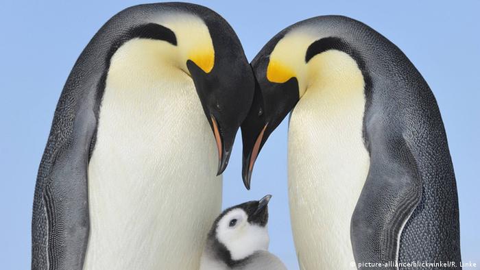 Emperor penguins with a chick. Photo credit: picture-alliance/blickwinkel/R. Linke.