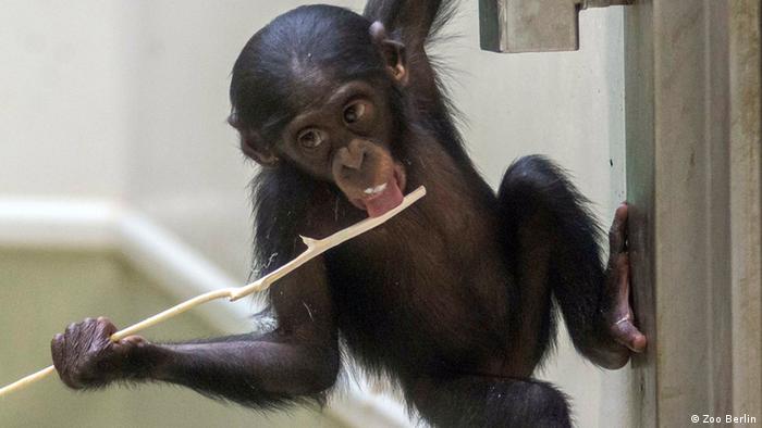 Zoo Berlin - Bonobos