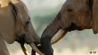 Kenia Nationalpark Elefanten