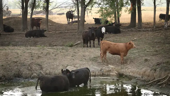 Vacas y poza de agua.