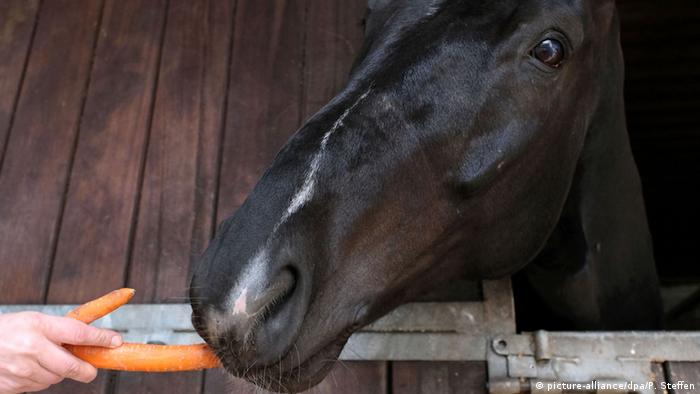 Barack O'bama из Бургведеля в Нижней Саксонии