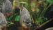 red-bellied piranhas Photo: Rainer Dückerhoff red-bellied piranhas Photo: Rainer Dückerhoff