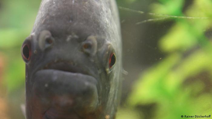 Pet Savages Bet You Never Knew Piranhas Were Shy Easily Startled And Conservative Science In Depth Reporting On Science And Technology Dw 23 05 16