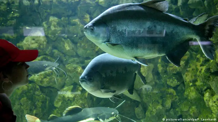 Fish swimming in aquarium at Munich's Hellabrunn Zoo (picture-alliance/dpa/F. Leonhardt)