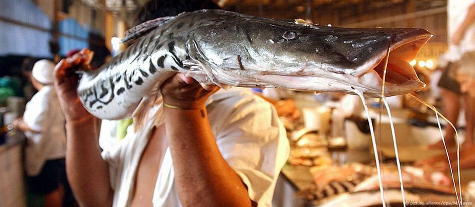 Pescados analisados foram comprados em 17 pontos diferentes dos seis estados amazônicos: Acre, Amapá, Amazonas, Pará, Rondônia e Roraima