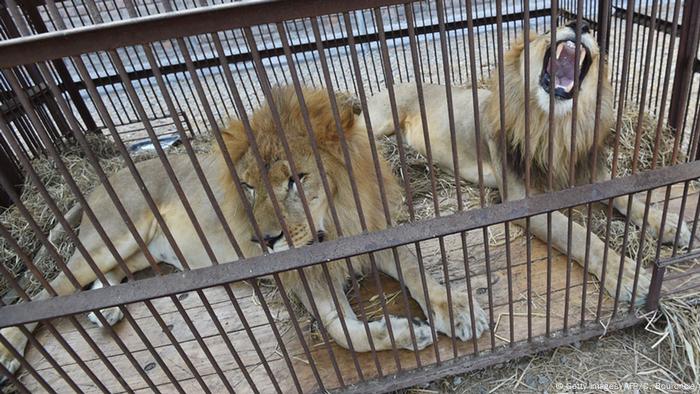 La historia de los leones que regresaron al paraíso | Ecología | DW |  