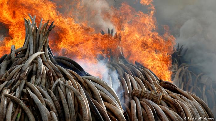 Kenia Verbrennung von Elfenbein