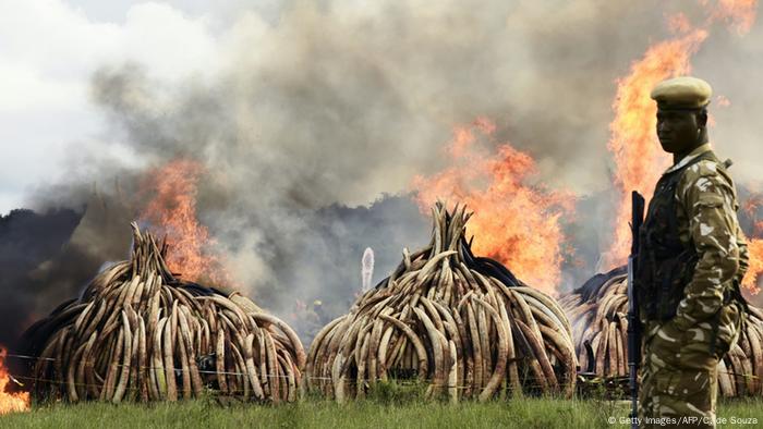 Kenia Verbrennung von Elfenbein (Getty Images/AFP/C. de Souza)