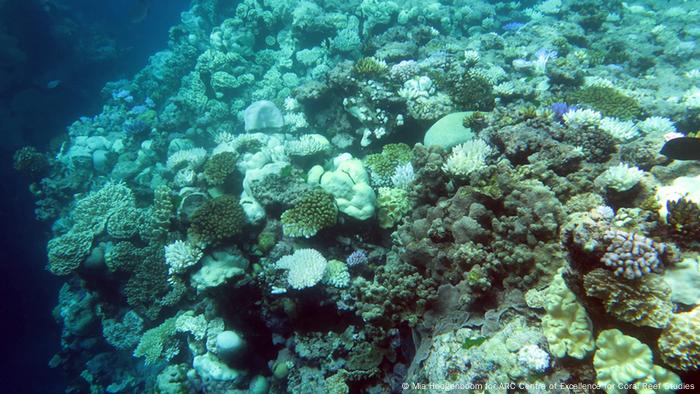 Great Barrier Reef Ein Drittel Der Korallen Bereits Abgestorben Aktuell Welt Dw 30 05 2016