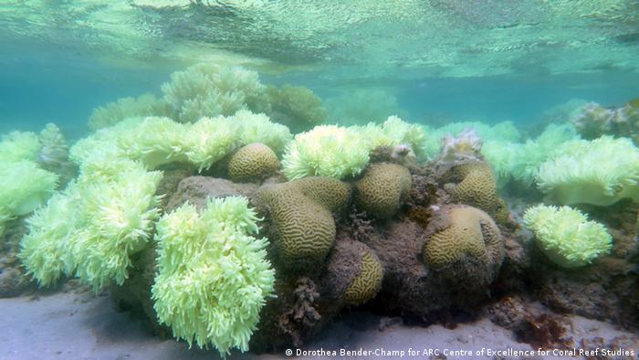 Great Barrier Reef Korallenriff 