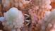 Great Barrier Reef Korallenriff Great Barrier Reef Korallenriff