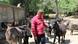 Kroatien Mile Antunovic auf seiner Eselfarm Peljesac Kroatien Mile Antunovic auf seiner Eselfarm Peljesac