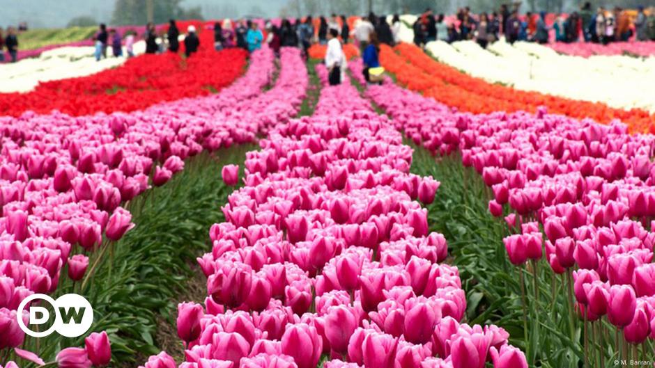 Holanda es más que tulipanes y tomates | Tecnologia verde | DW 