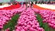 Tulipanes en Keukenhof, Holanda Tulipanes en Keukenhof, Holanda